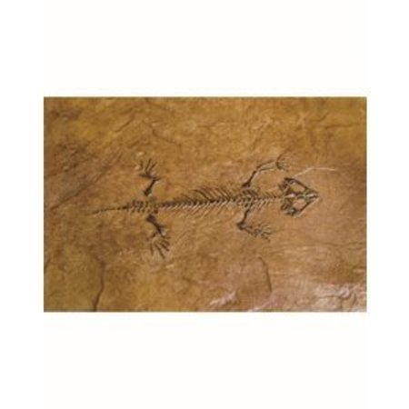 Bonway Bon 32-684 Fossil Stamp-Protocolphon 32-684